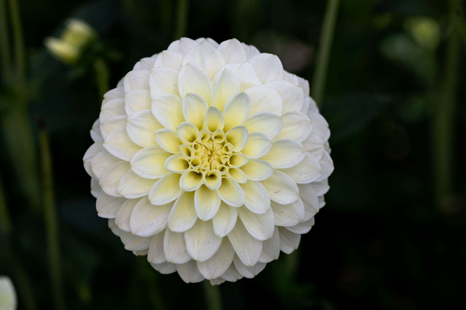 Dahlie 'Caramel Antique'